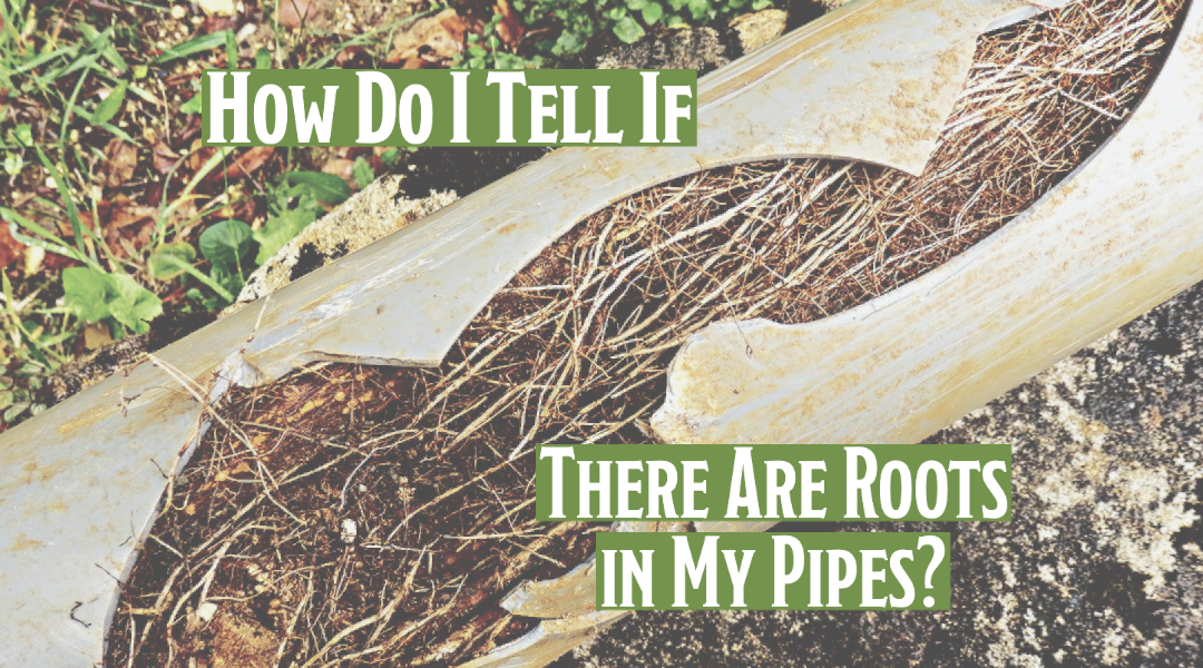 How Do I Tell If There Are Roots In My Pipes? 